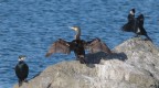 Cormorani Cormorani