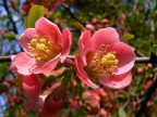 macro macro