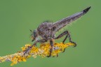 Asilide Asilide