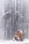 White dead White dead
