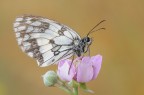 Melanargia galathea Melanargia galathea
