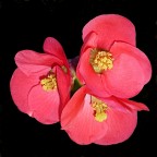 *** Fior di pesco ***