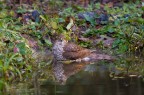 sparviere femmina al bagno sparviere femmina al bagno