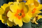 Primula