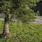 Sharp evergreen