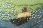 Macro_bubbles_home_Mar2020 Macro_bubbles_home_Mar2020
