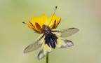 Libelloides Libelloides