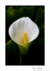 Delicatamente Delicatamente