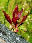 *** Albero in fiamme *** *** Albero in fiamme ***