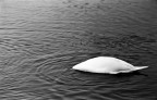 apnea ;/) apnea ;/)