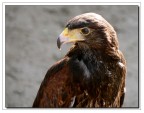Falco sacro Falco sacro