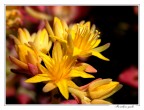 Fiori gialli! Fiori gialli!