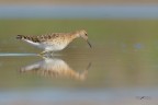 Combattente_Philomachus pugnax_DSC0298 Combattente_Philomachus pugnax_DSC0298