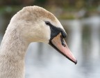 L'occhio del cigno L'occhio del cigno
