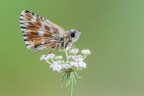 Pyrgus Pyrgus