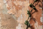 Affezione