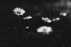 Primavera in bn