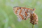 Melitaea Didyma