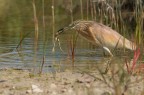 Sgarza ciuffetto (Ardeola ralloide)