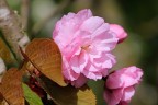 Fiore di Ciliegio da fiore o giapponese. Fiore di Ciliegio da fiore o giapponese.