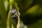 Macro_Insect_home_Apr2020 Macro_Insect_home_Apr2020