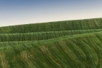 Green Carpet Green Carpet