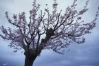Buona Pasqua 2020.. Buona Pasqua 2020..
