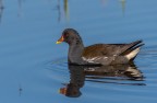 Gallinella d'acqua Gallinella d'acqua