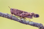 Aiolopus strepens Aiolopus strepens