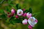 FIORI DI MELO FIORI DI MELO
