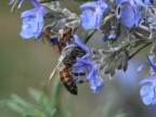 Aspetta impollinata Aspetta impollinata