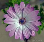 OSTEOSPERMUM