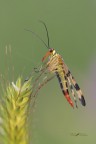 Mosca-scorpione_DSC0522 Mosca-scorpione_DSC0522