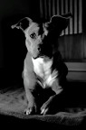 Jack