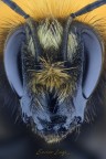 Bombus (Latreille, 1802) Bombus (Latreille, 1802)
