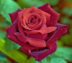 Rosa 5 Rosa 5