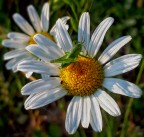 Foto scattata con un cellulare.
Commenti sempre graditi!