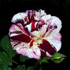 *** Non è rosa *** *** Non è rosa ***