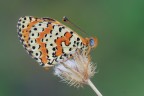 Melitaea-didyma_DSC5946