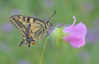 Il fiore e la farfalla Il fiore e la farfalla