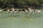 Parco Ornitologico Camargue.2019 Parco Ornitologico Camargue.2019