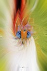 butterfly-eyes-twirl_DSC5178 butterfly-eyes-twirl_DSC5178