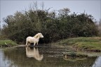 White horse White horse