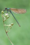 Calopteryx splendens Calopteryx splendens