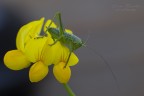 Grillo- Leptophyes punctatissima Grillo- Leptophyes punctatissima