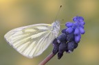 Pieris napi Pieris napi