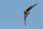 Nibbio reale (Milvus milvus) Nibbio reale (Milvus milvus)