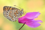 Melitaea didyma Melitaea didyma