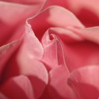 rosa rosae rosa rosae