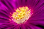 Lampranthus Lampranthus
